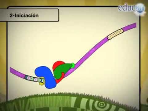 Video: ¿Cuál es el primer paso en la transcripción?