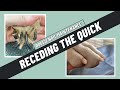 How often should you do a dog's nails to recede the quicks? | ADVICE FROM A DOG GROOMER