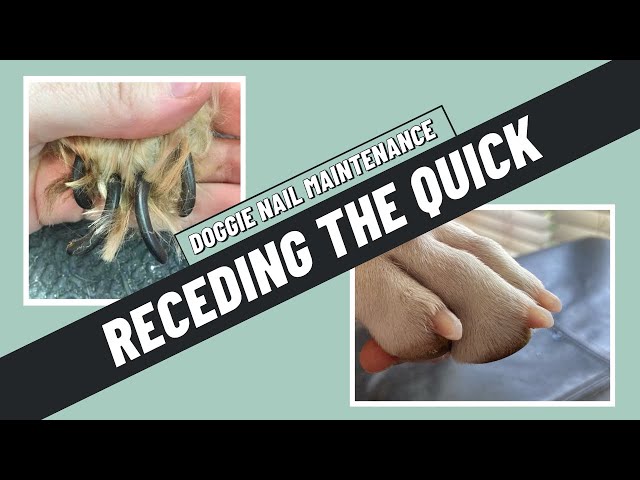 How to Trim Your Dog's Nails At Home | Dremel
