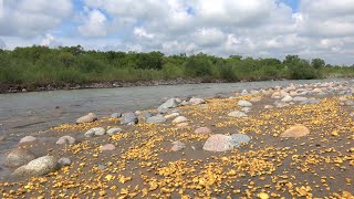Download Lagu How to find gold grains in a river! MP3