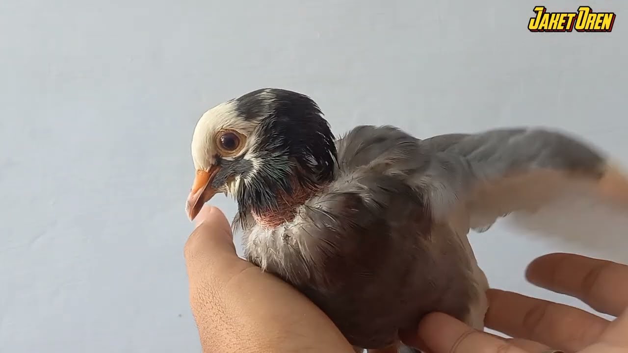 CARA MENGOBATI MERPATI TETELO SAMPAI NORMAL DAN PRODUKSI LAGI