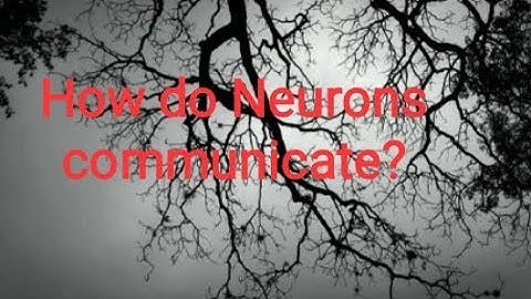 Where do neurons communicate with each other to process information in the body?
