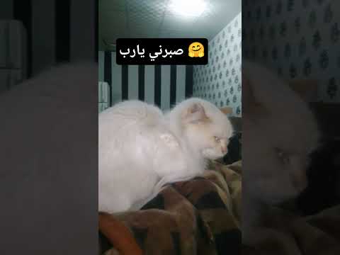 احتلال وان كان عاجبك قطط     ارحل ياسيسي غزة تواجه الإبادة