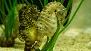Facts: The Sea Horse #facts #seahorse #secret #master #camouflage #unique #marine #life