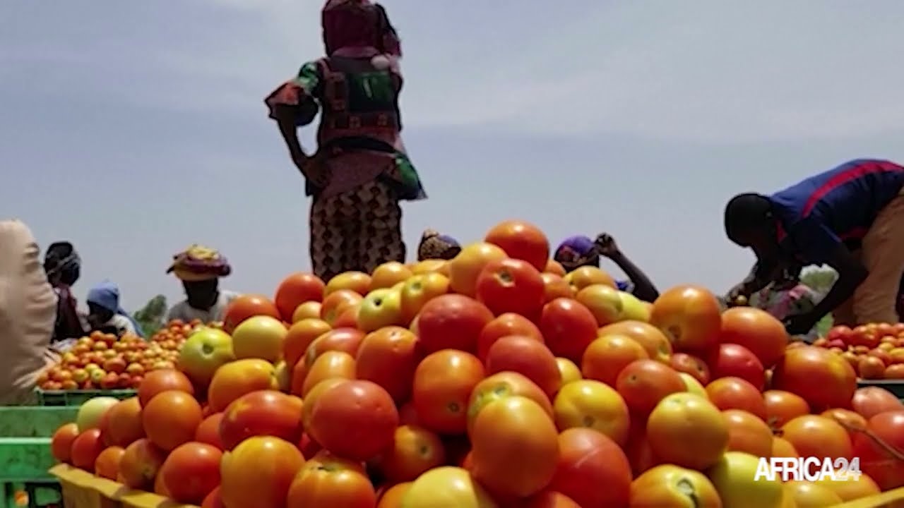 Nigeria : Government seek solutions, avoid food insecurity