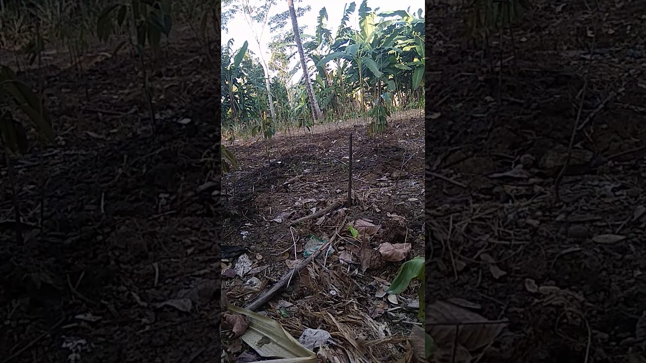 Budidaya durian montong 