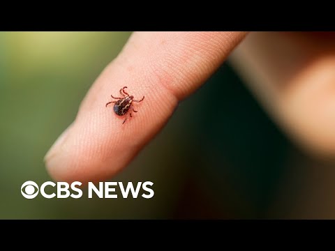 Meat allergy caused by ticks are on the rise, CDC says