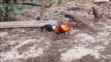 Qaib qu qhoom theb .2020.4.12