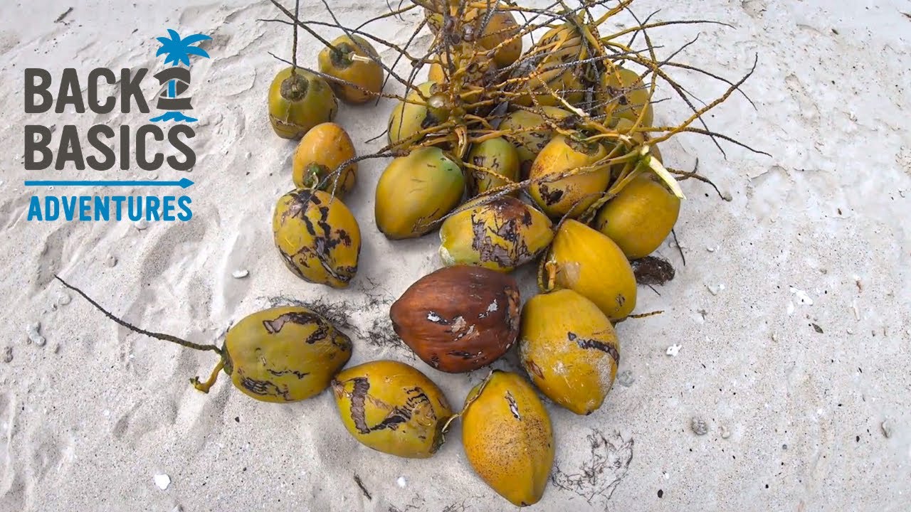 SURVIVING ON COCONUTS, FISH & WILD NATIVE PLUMS  🥥 🌴  (Kayaking The Wild Ep: 2)