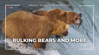 Bulking Bears and More  | More to Explore