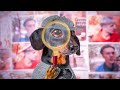 Sherlock Bones vs. Bad Guy! Funny dachshund dog video!