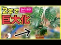 【観葉植物】100均モンステラやカポック、サンスベリアを2年育てて大きくしてみた！【100円ショップのダイソー】IKEAのモンステラと比較