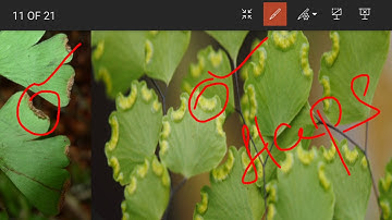 Adiantum part I by RHongalmath