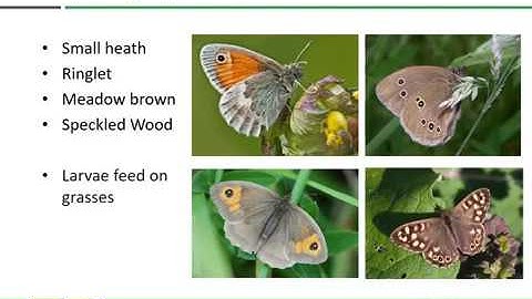 Butterfly Identification.  Butterfly identification and recording workshop presentation 2.