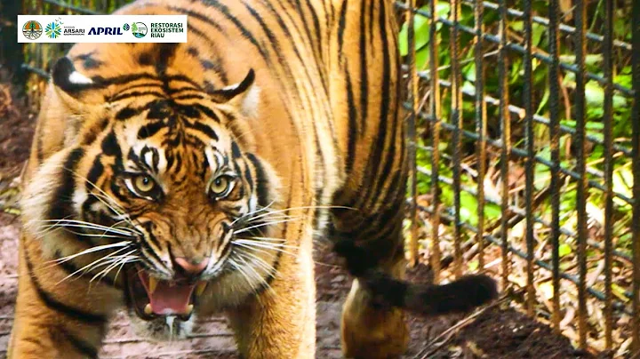 Rehabilitated Sumatran tiger Corina released back into the forest