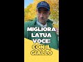 Come usare i colori della voce, partendo dal "giallo"