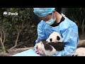 The World's Cutest Plush Toy Ever | iPanda