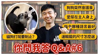 【問答Q&A#6】為什麼尿在主人身上突然會護食貓狗打鬧要制止指令哪種語言最好運輸籠的尺寸怎麼選 Dog Questions & Answers #6@usersh1cx8us5g