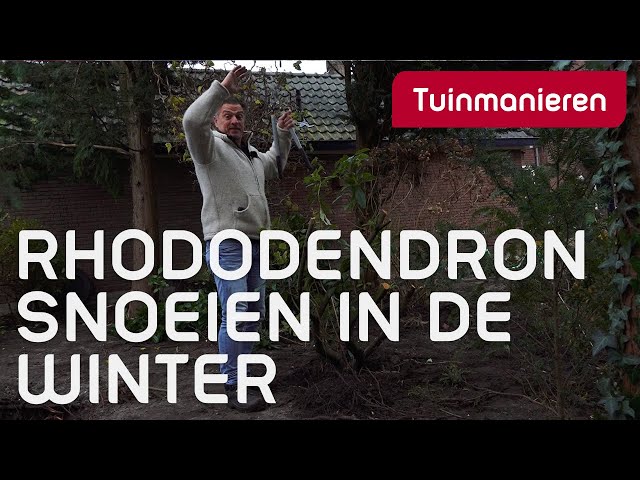 Rhododendron stevig snoeien in de winter, hoe doe je dat? | Snoeien | Tuinmanieren