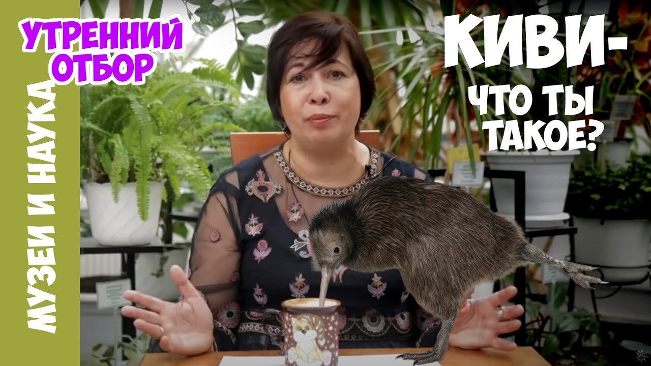 Киви - птица, которая выглядит как фрукт, ведет себя как зверь!