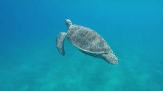 Snorkeling With Green Sea Turtles In Abu Dabbab Bay, Marsa Alam, Egypt