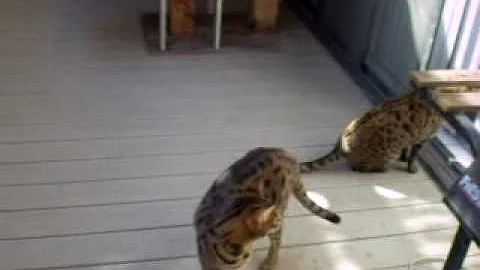 Watch the video about F2 Savannah cat male and female