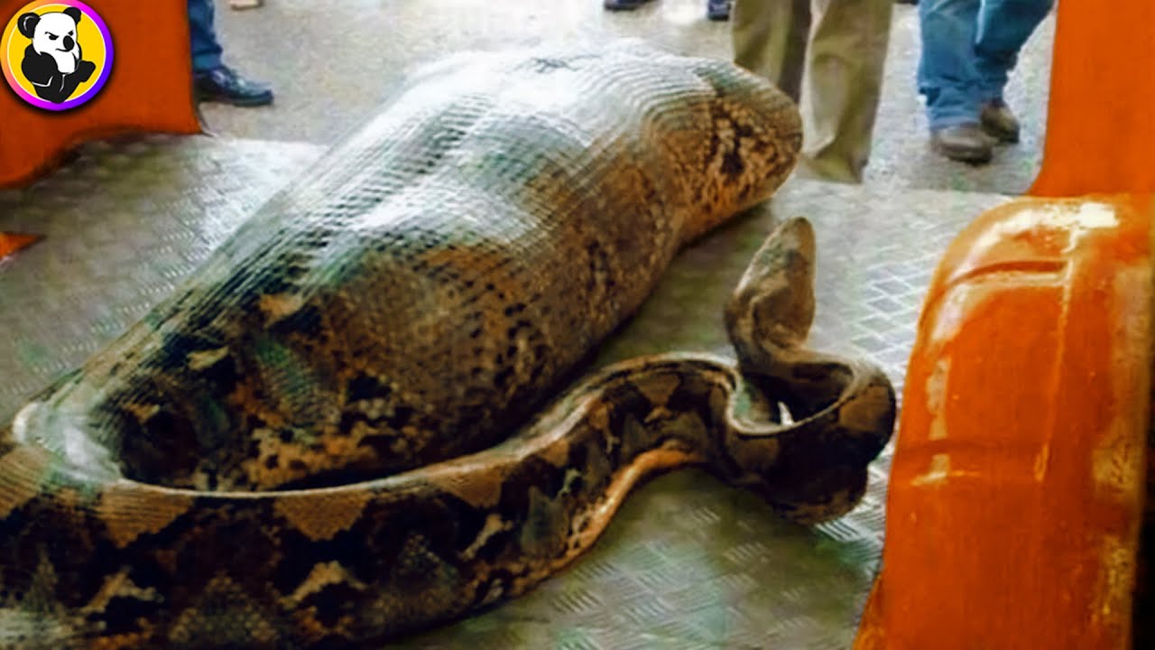 Crazy Animals That Ate Their Owners 10 Terrifying Tales !! YouTube