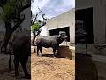 BULL GETTING Ready for SADAR #sadarfestival #sadarsayyata #sadar #bulllovers #bull #bullfightgoa