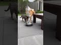 When the Cat Brings You Dinner #dog #pets #animals