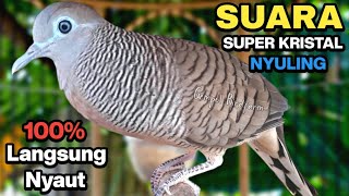 Download Lagu Perkutut Lokal Gacor Suara Paling Ampuh Untuk Pancingan Burung Perkutut Agar Bunyi. MP3 Download Lagu Perkutut Lokal Gacor Suara Paling Ampuh Untuk Pancingan Burung Perkutut Agar Bunyi. MP3