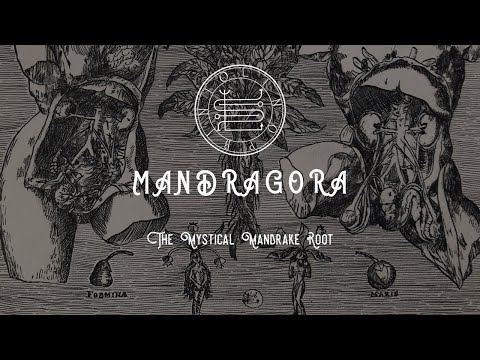 Mandragora - The Mystical Mandrake Root