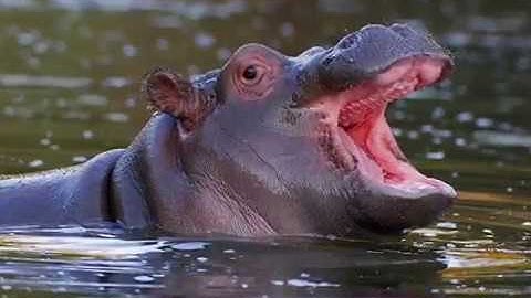 Animals With No Teeth