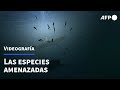 Las especies amenazadas | AFP