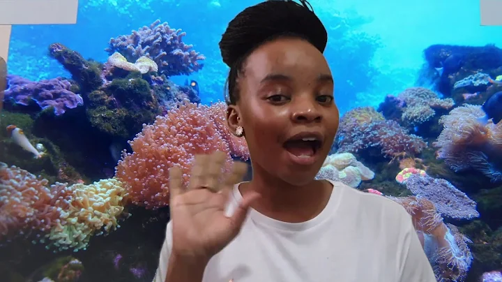 Story Telling The Clever Dolphin