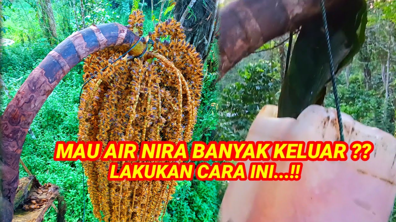 Rahasia Pemotongan Manggar Aren Agar Cepat Menetes Permanen