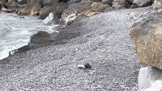 Huge Seagulls eating a dead Pigeon