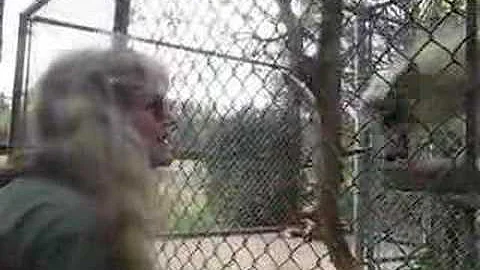 FILE VIDEO: Deborah Mattox and the Saquatch Zoo