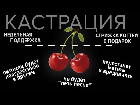 Кастрация Часто задаваемые вопросы