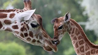 Top 15 Best Zoo’s In The World