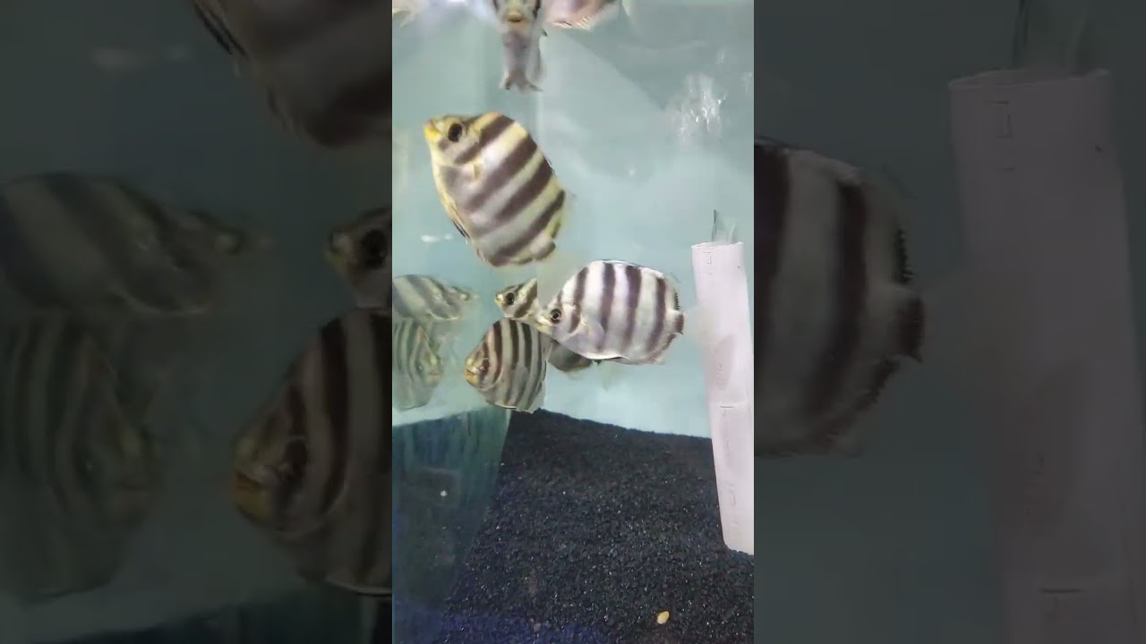 scatophagus tetracanthus