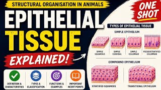 Structural organisation in Animals | class-11 Biology | Ncert series 