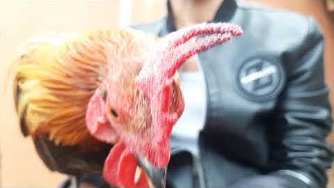 Saib qaib dib 6 phooj ywg