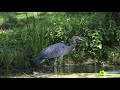 Blue (Grey) Heron Caught a Baby Beaver as Breakfast