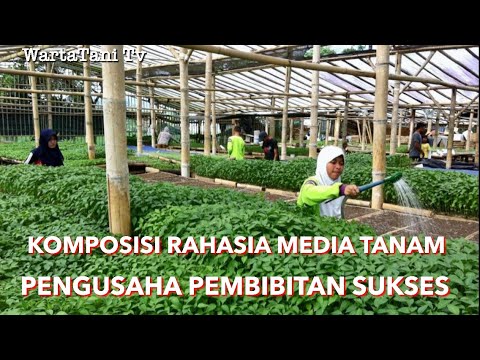 cara membuat media menanam cabe pada pembibitan cabai cara membuat media menanam cabe pada pembibitan cabai