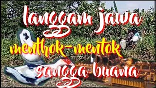 mentok² sangga buana