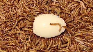Mealworm Army vs Egg Timelapse (4K)