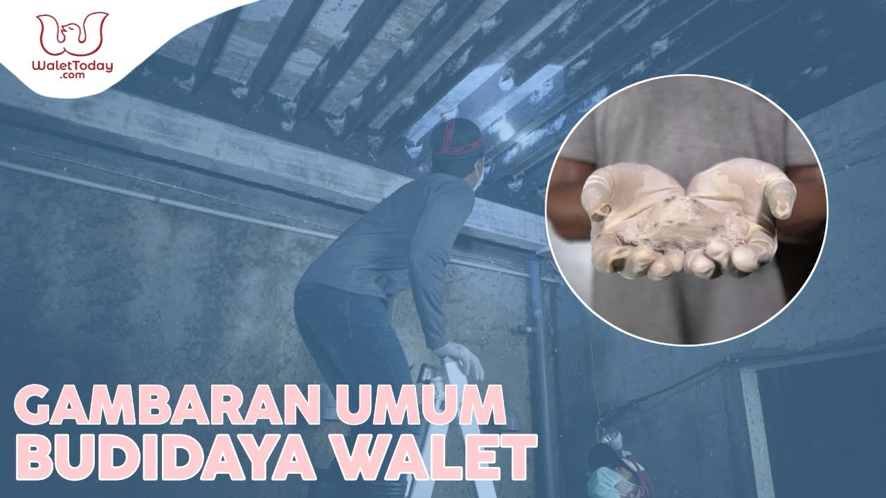 Gambaran Umum Budidaya Walet