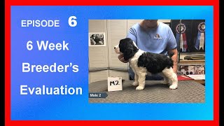 6 Week Breeder’s Evaluation of the Puppies  English Springer Spaniels