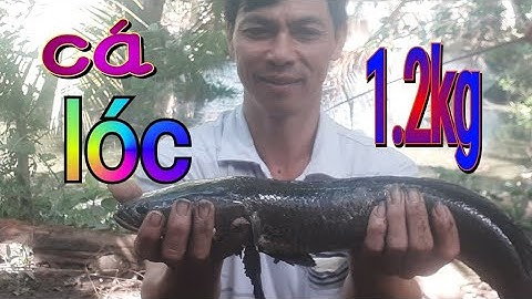 Nhấp Vịt Ao Lâu Năm Nào Ngờ Chúng Một Con Lóc Khổng Lồ!