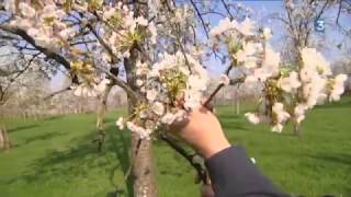 Fougerolles : comme au Japon, c'est la saison des cerisiers en fleurs